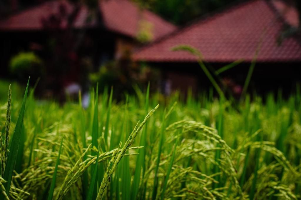 Puji Hostel And Bungalow Ubud ภายนอก รูปภาพ